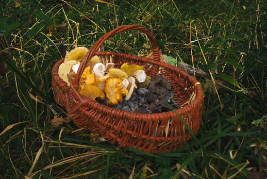 Photo d’un panier en osier rempli de champignons variés, posé sur l'herbe au cœur de la forêt