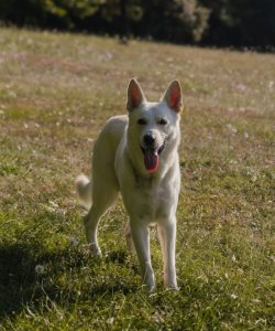 Photo de Willow, le chien du gîte L’Heure Exquise, allongé dans le jardin verdoyant.